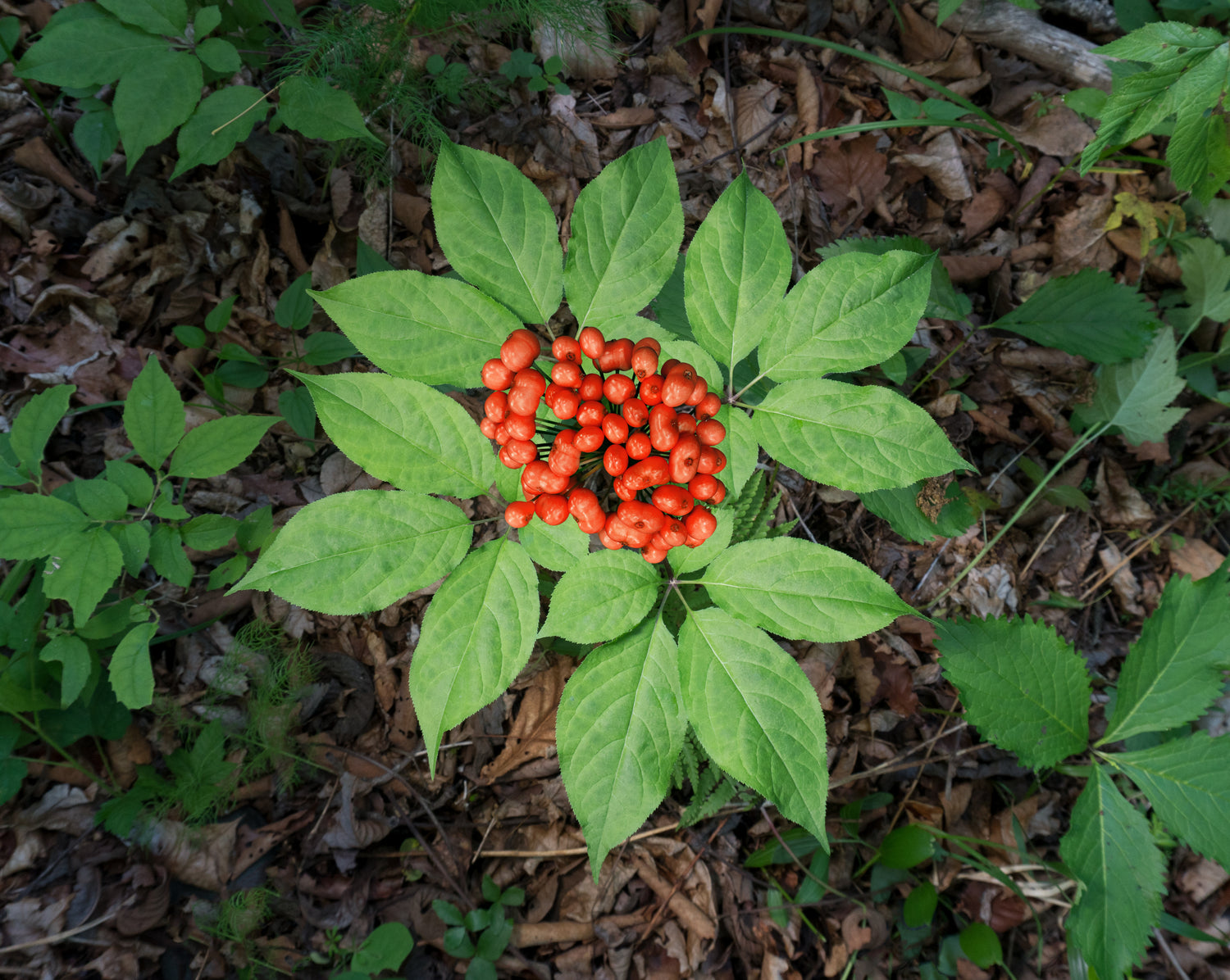 Wild ginseng with berries.jpeg__PID:44223b56-4e32-4c4a-8688-b94678121f1c